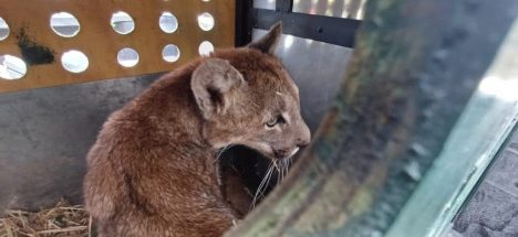 La historia de la cachorra de puma que apareció entre los techos en Paine
