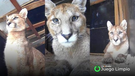 Puma madre sigue sin encontrar a su cría