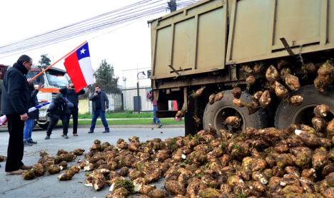 Remolacha: la crisis que amarga al mundo rural