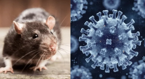 Ñuble concentra históricamente la mayor cantidad de casos de Hanta en el país