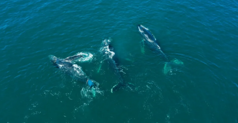 Las ballenas volvieron a Hualpén