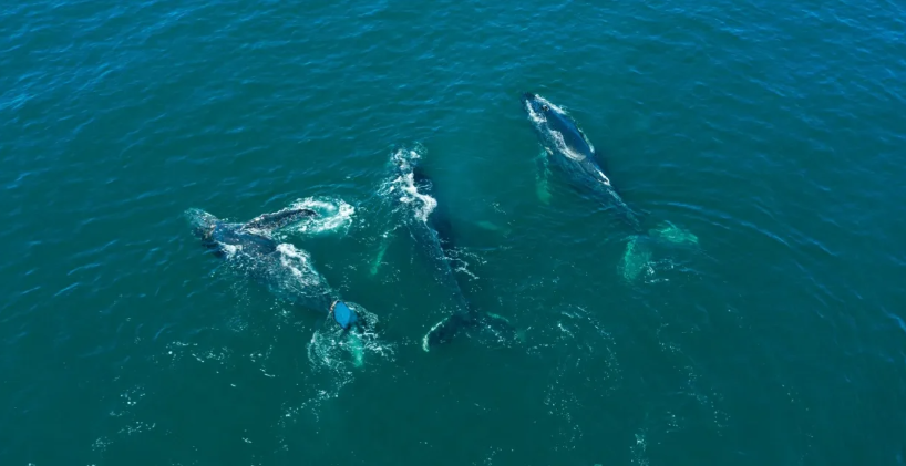 Las ballenas volvieron a Hualpén