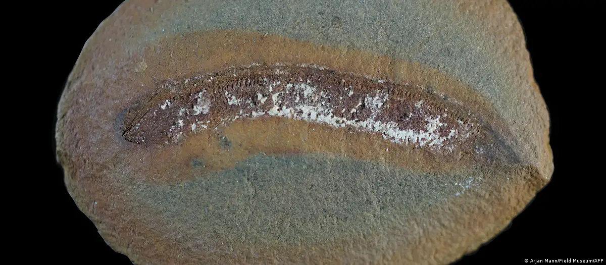 Un fósil cambia algo que creíamos saber sobre la evolución