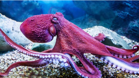 Relacionarnos con un pulpo es similar a encontrarnos con una inteligencia alienígena