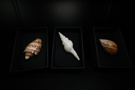 Muestra malacológica de Pablo Neruda