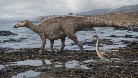 Confirman presencia de dinosaurios terrestres y aves del Cretácico en Algarrobo
