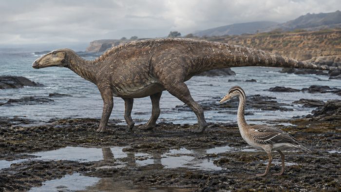 Confirman presencia de dinosaurios terrestres y aves del Cretácico en Algarrobo
