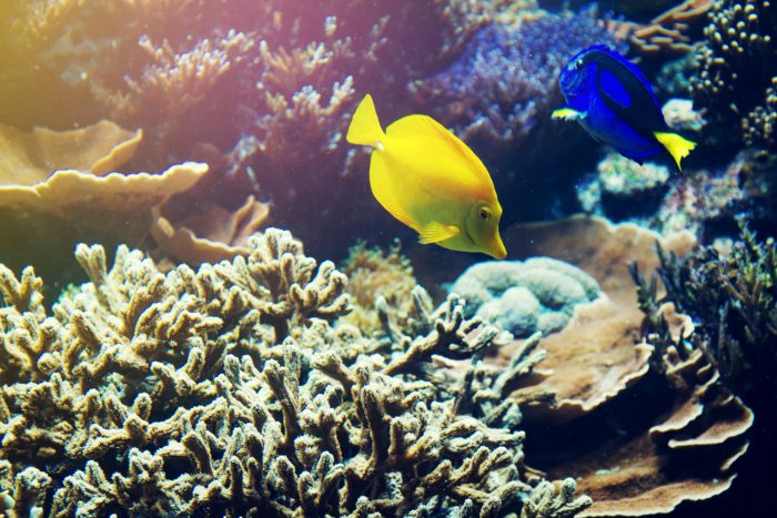 Día Mundial de los Océanos:Chile enfrenta el desafío de proteger uno de los ecosistemas marinos