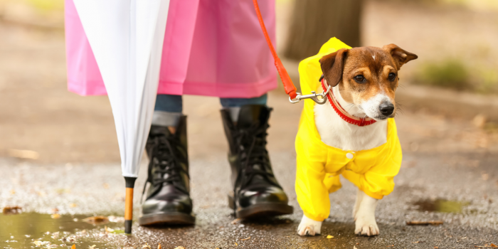 Lluvia y mascotas: expertos explican por qué no es recomendable suspender los paseos de los perros