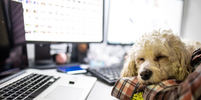 Día de Llevar a tu Perro al Trabajo: una iniciativa que favorece la productividad y el bienestar