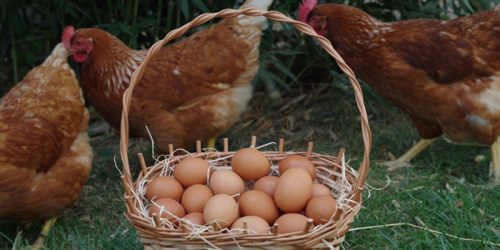 ¿Qué garantiza una etiqueta de “gallinas felices”? El debate sobre bienestar animal y certificación
