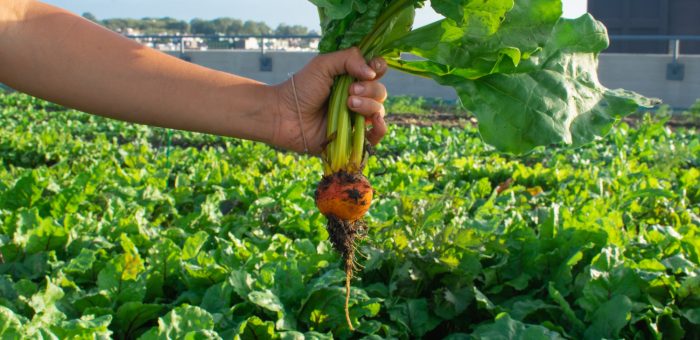 El escudo verde: ¿por qué las plantas son el patrimonio de la humanidad más urgente?
