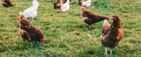 El mito del huevo de “gallinas felices”