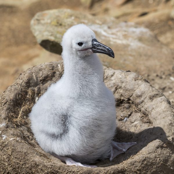 Cambio climático reduce el mundo habitable de las aves marinas