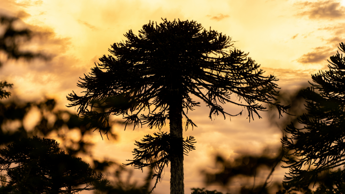Día Mundial del Árbol: la deuda histórica con los ecosistemas nativos de Chile