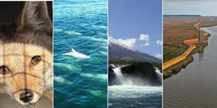 Futuro en marcha: delfines en Valparaíso, 100 años del primer parque nacional y regresa zorro chilla
