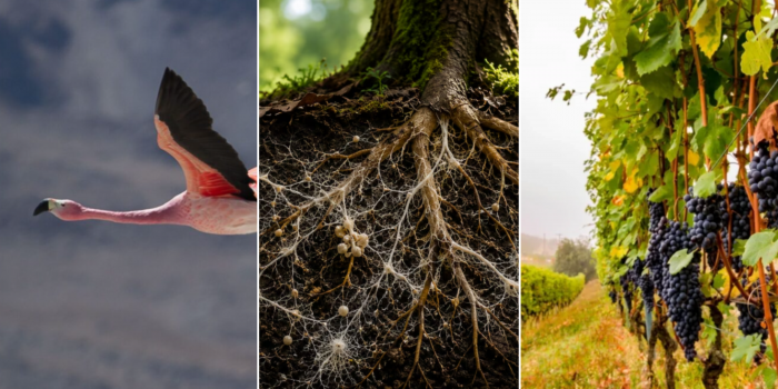 Futuro verde en marcha: áreas protegidas para aves, mapa de red de hongos y sur vitivinícola