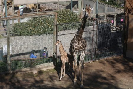 Hay una forma de ir al Zoológico Metropolitano gratis estas vacaciones: casi nadie sabe el tope
