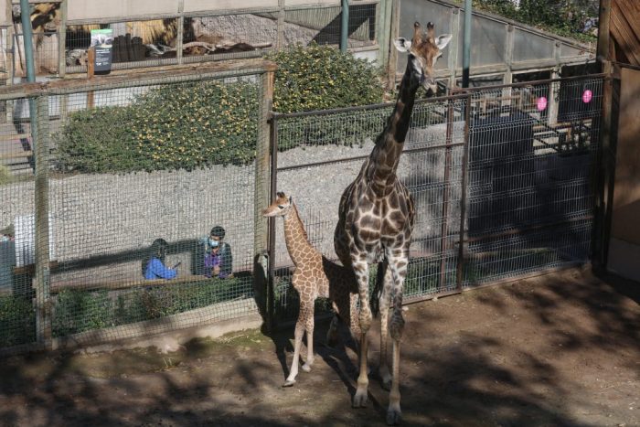 Hay una forma de ir al Zoológico Metropolitano gratis estas vacaciones: casi nadie sabe el tope