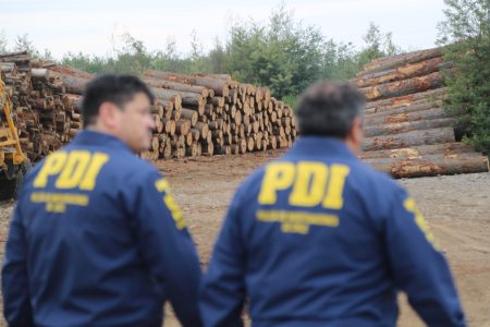 PDI y Fiscalía desarticulan mayor asociación delictiva dedicada al robo de madera en Ñuble