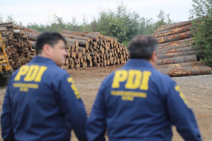 PDI y Fiscalía desarticulan mayor asociación delictiva dedicada al robo de madera en Ñuble