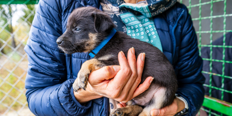 Adopción responsable en Chile: expertos llaman a dar más oportunidades a perros mestizos