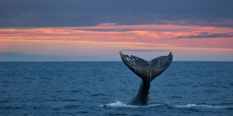 Ballenas sorprenden con avistamiento en Antofagasta: por qué aparecen tan cerca de la costa