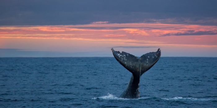 Ballenas sorprenden con avistamiento en Antofagasta: por qué aparecen tan cerca de la costa
