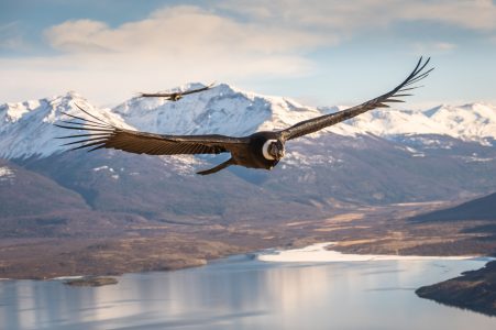Foto de dos cóndores gana el 7° Concurso de Fotografía de la Patagonia
