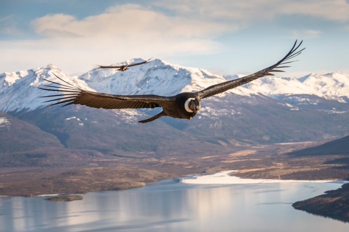 Foto de dos cóndores gana el 7° Concurso de Fotografía de la Patagonia