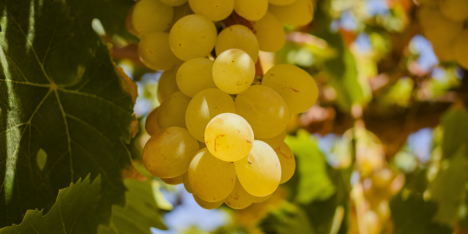 Pisco chileno obtiene Doble Medalla de Oro en EEUU y competirá por ser el mejor del mundo