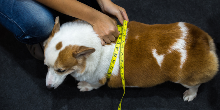 Uno de cada tres perros en Chile tiene sobrepeso: expertos alertan sobre sus riesgos para la salud