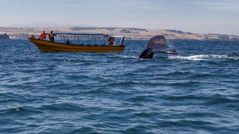 Los cañones invisibles de Humboldt: lo que Dominga no ve bajo el mar