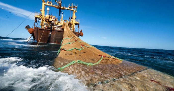 La paradoja de Sernapesca en el Día Mundial del Océano