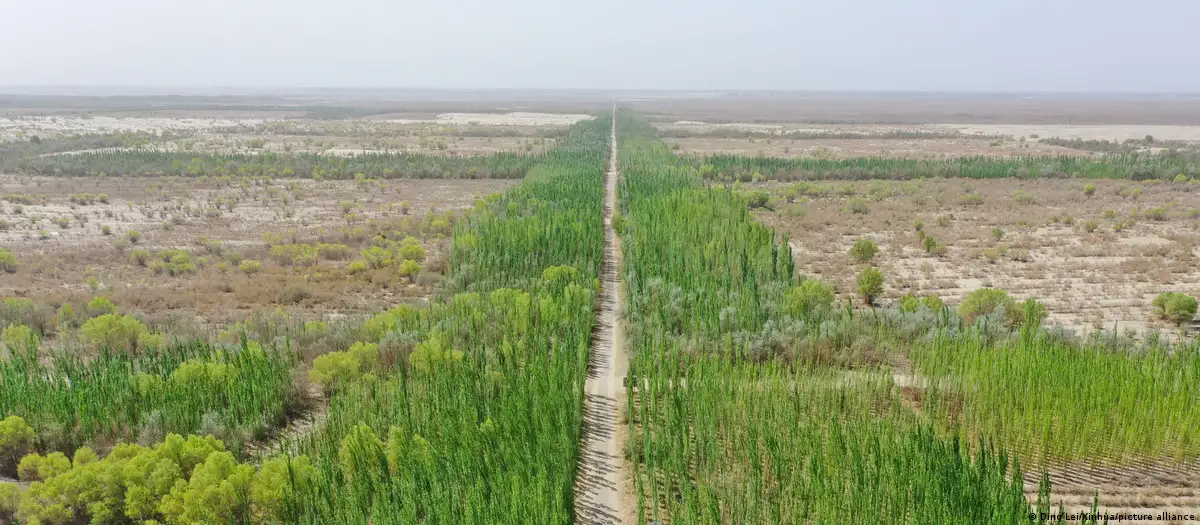 China sembró 66.000 millones de árboles, pero algo raro pasó