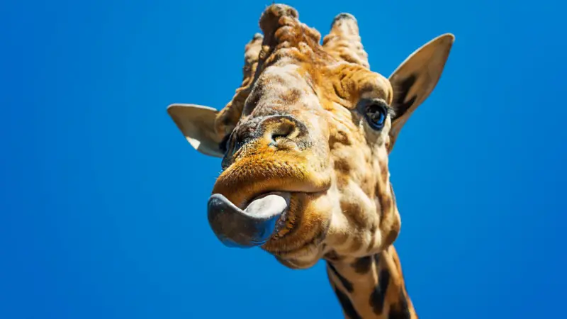 Cómo la lengua hizo posible que los animales salieran del mar y vivieran en la tierra