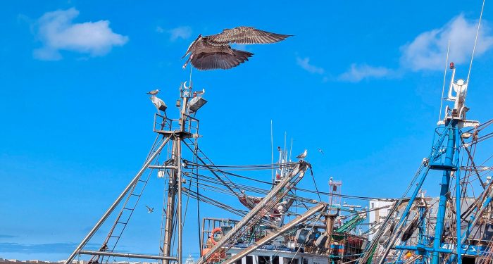 Pesquerías pueden transformarse en trampas ecológicas para las aves marinas