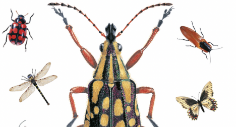 Conversatorio sobre el mundo de los invertebrados chilenos