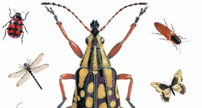 Conversatorio sobre el mundo de los invertebrados chilenos