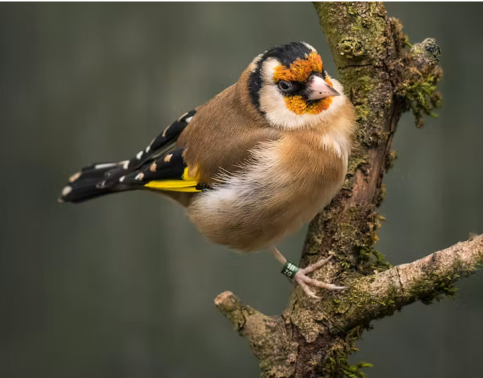 Cómo el entorno cambia el canto de los pájaros