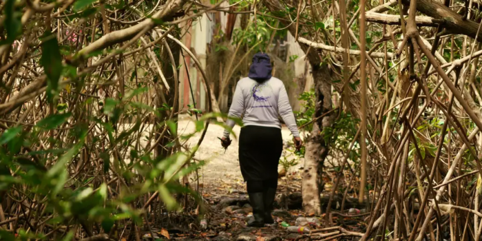 Costa Rica: mujeres y manglares contra el cambio climático