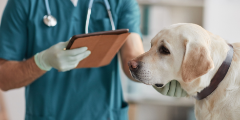Científicos crean por primera vez células similares a glóbulos rojos de perros en un laboratorio