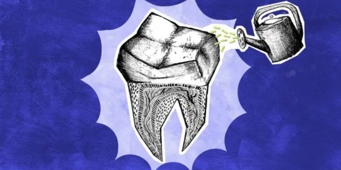 Los científicos que buscan que los dientes que perdemos vuelvan a crecer