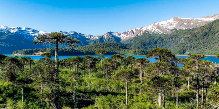 Paisajes prehistóricos y araucarias milenarias: el imperdible Parque Nacional Conguillío