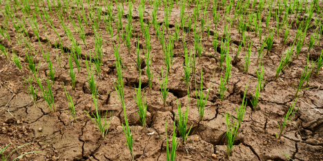 Más allá de la sequía: los impactos silenciosos del cambio climático en la agricultura