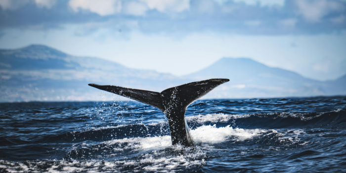Tecnología y naturaleza: la urgencia de resguardar el lenguaje del mar