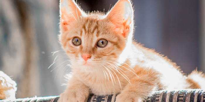 Mes del Gato: más de cinco millones son mascotas en Chile y cómo cuidarlos