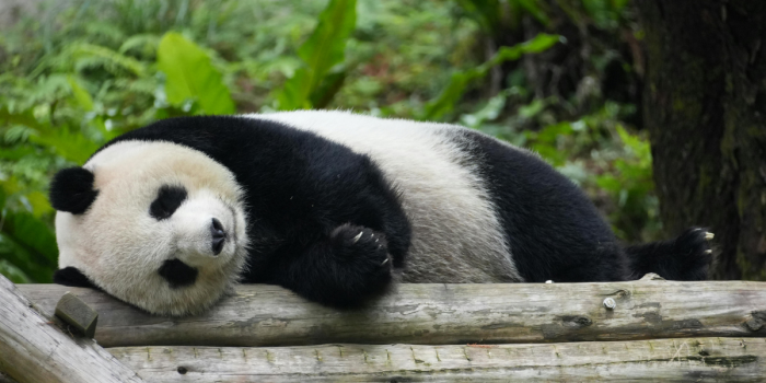 Polémica por campaña para traer un panda a Chile: prometen responder dudas técnicas