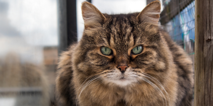 La deuda pendiente con los gatos senior: campaña busca darles una segunda oportunidad