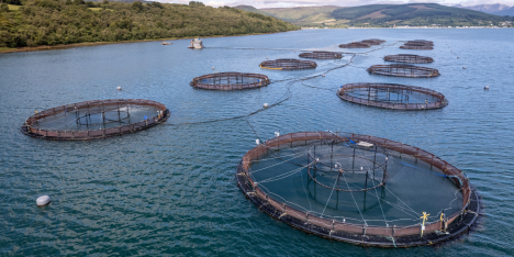 Sistemas alimentarios acuáticos: producir más no será suficiente